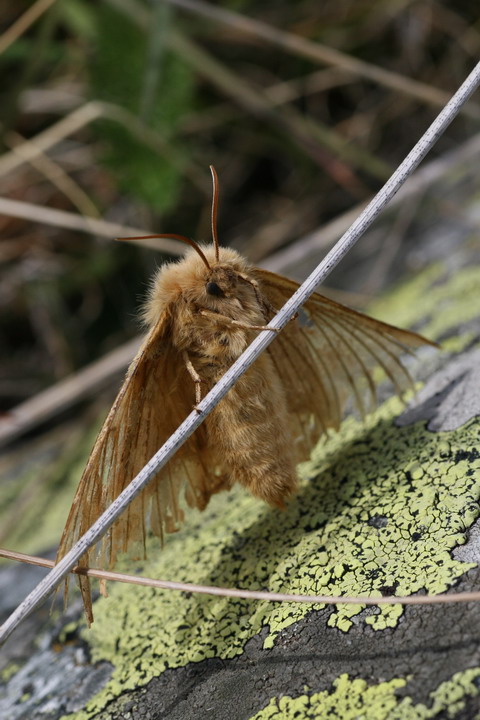 Euthrix potatoria,  forse lei?